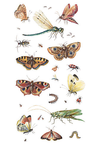 各种各样的昆虫蝴蝶元素