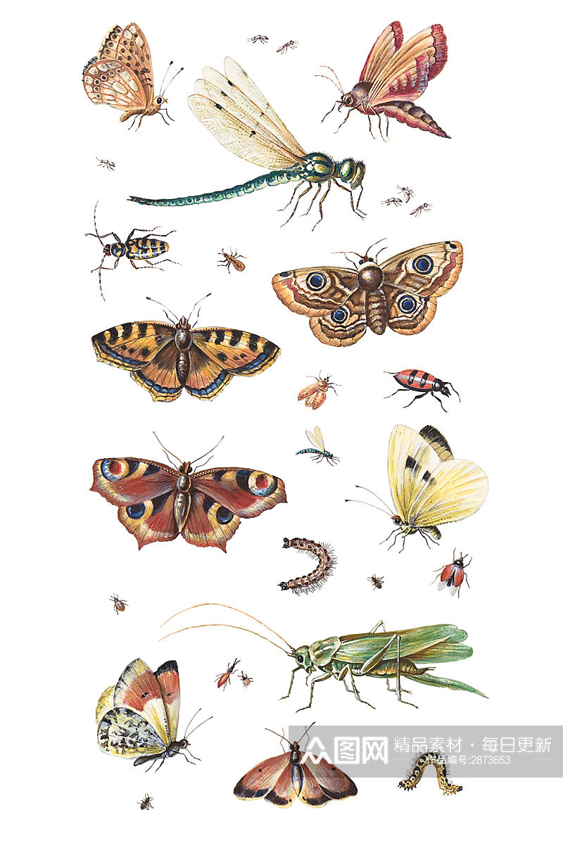 各种各样的昆虫蝴蝶元素素材