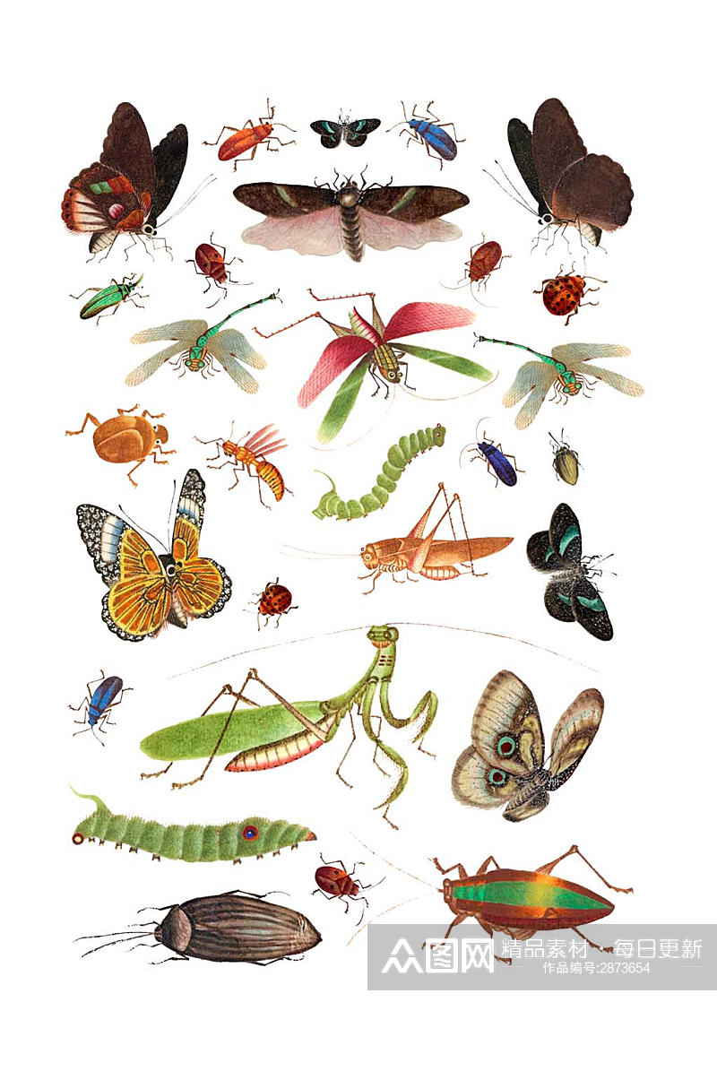 各种各样的昆虫设计元素素材