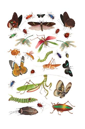 各种各样的昆虫设计元素
