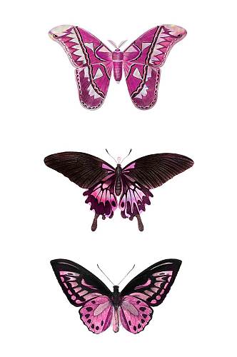 粉色的蝴蝶设计元素