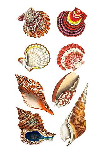 精美的贝壳海螺设计元素