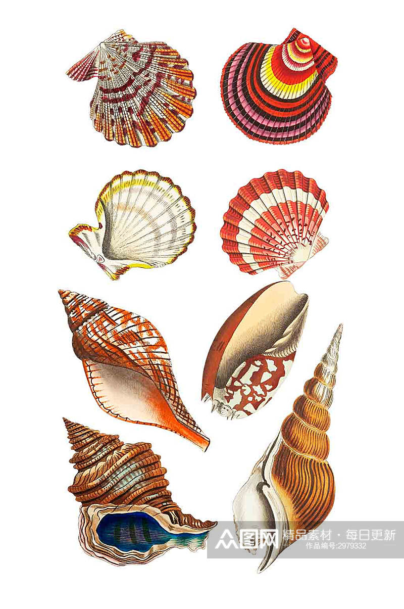 精美的贝壳海螺设计元素素材
