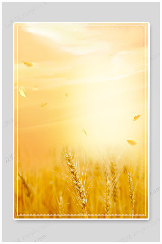 海报背景芒种时节设计