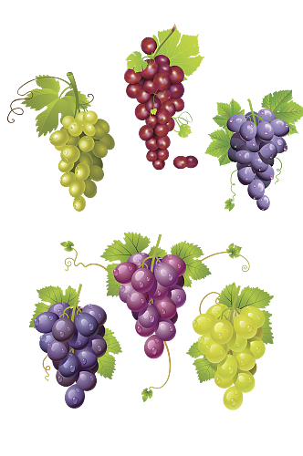 各种颜色的葡萄透明图圆葡萄