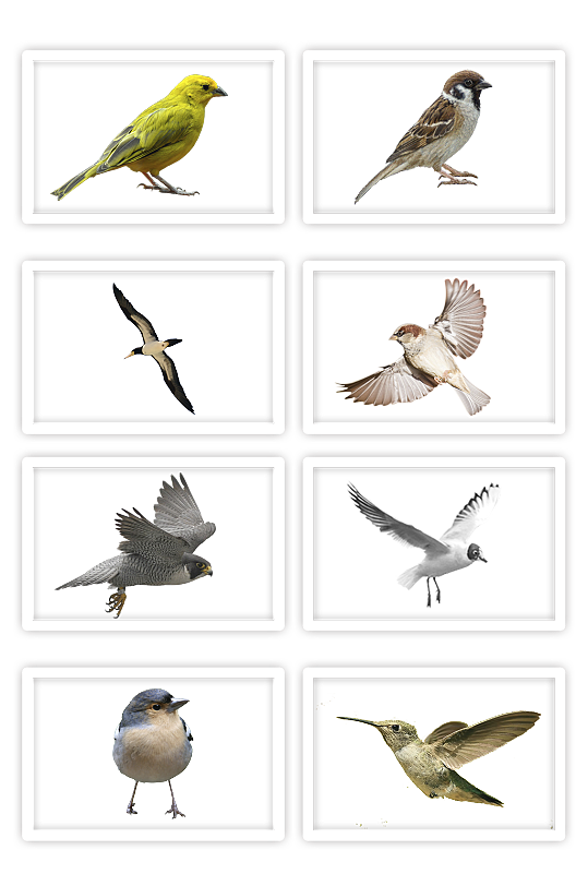 鸟团飞翔鹦鹉麻雀飞行的鸟动物