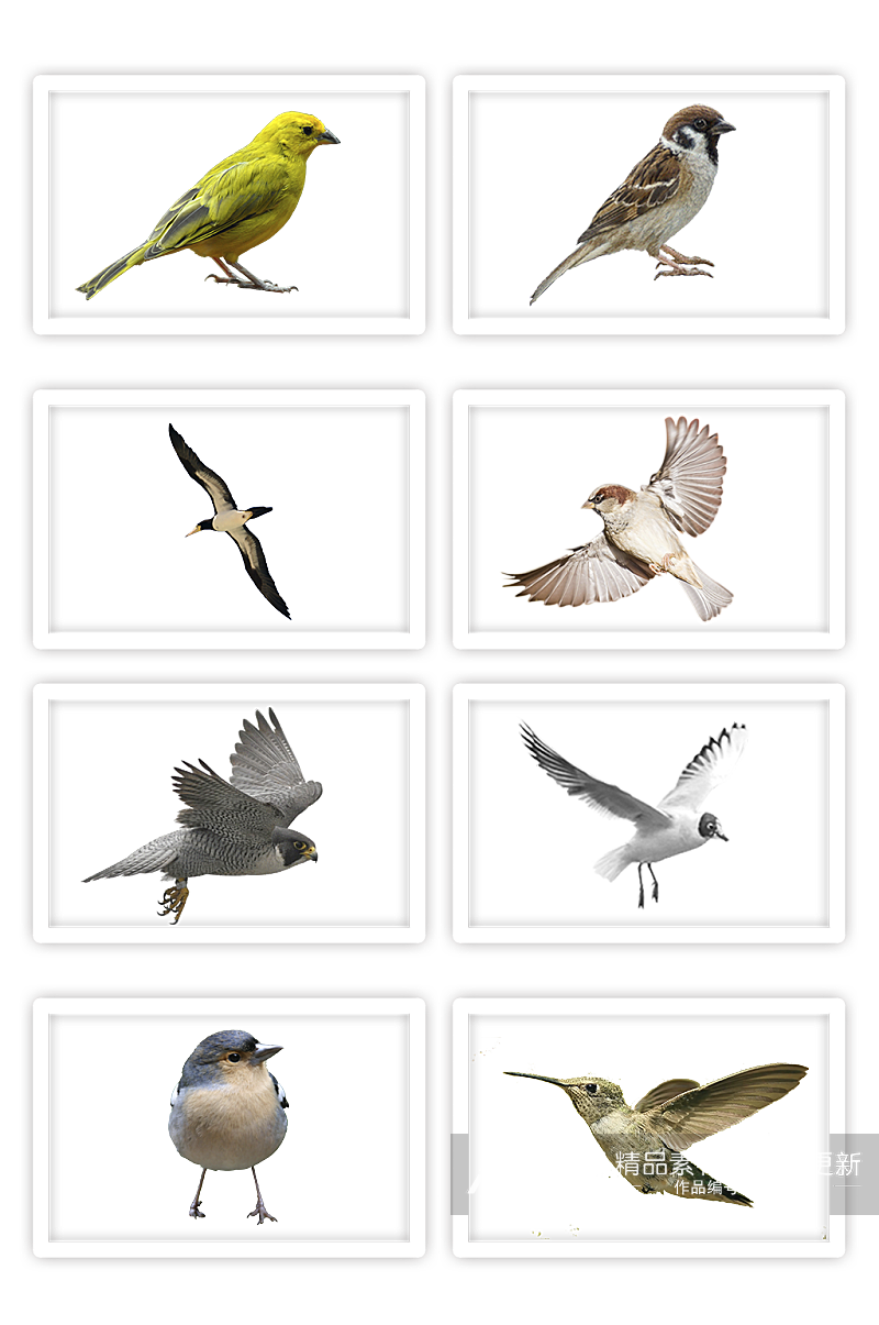 鸟团飞翔鹦鹉麻雀飞行的鸟动物素材