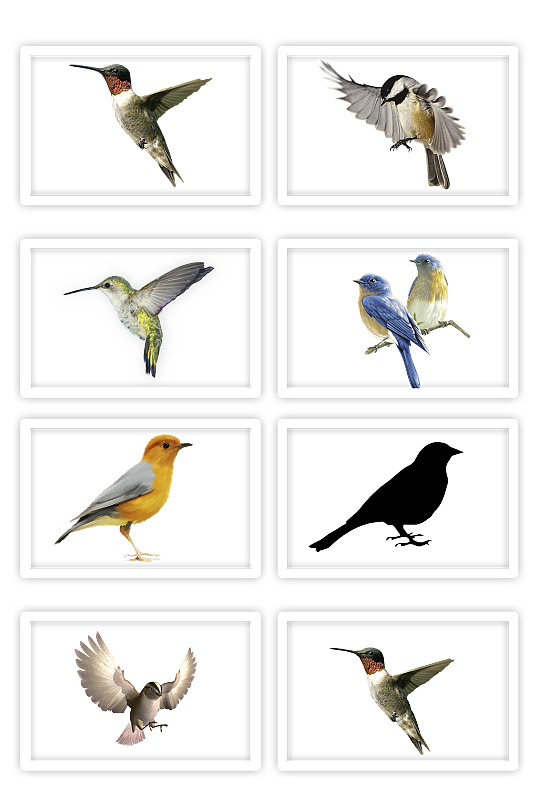 鸟飞翔的鸟蜂鸟动物种类多的鸟