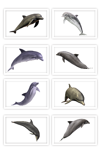 海豚不同姿态的海豚元素跳跃的海豚无背景