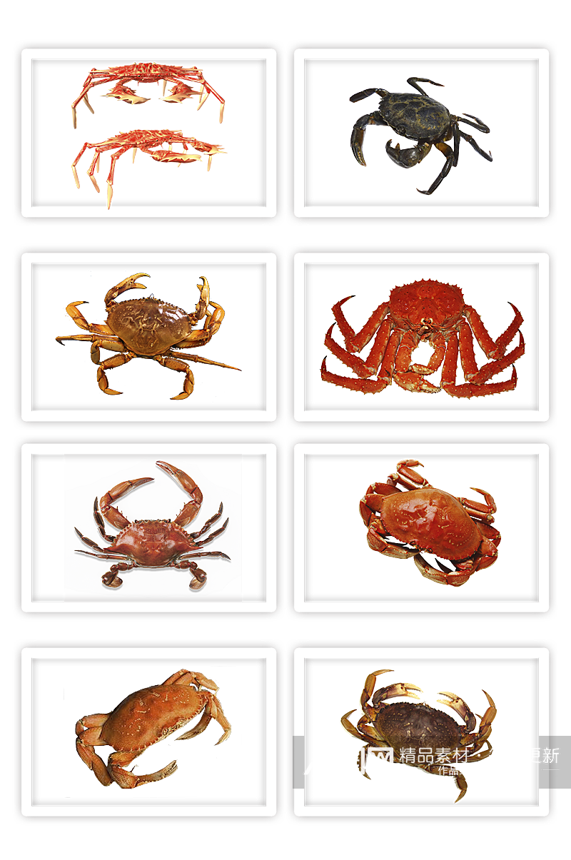 海洋生物螃蟹八条腿海蟹阳澄大闸蟹素材