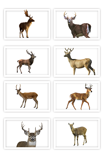 小鹿驯鹿长角的图野生动物元素梅花鹿