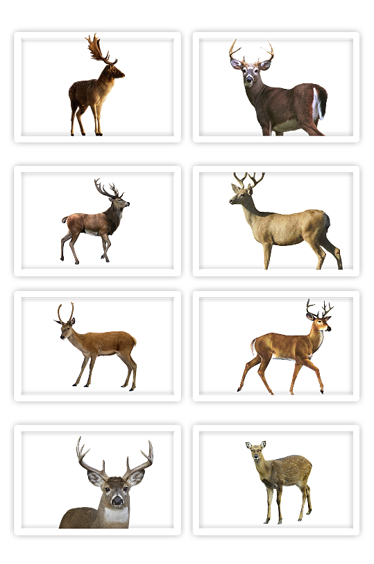 小鹿驯鹿长角的图野生动物元素梅花鹿