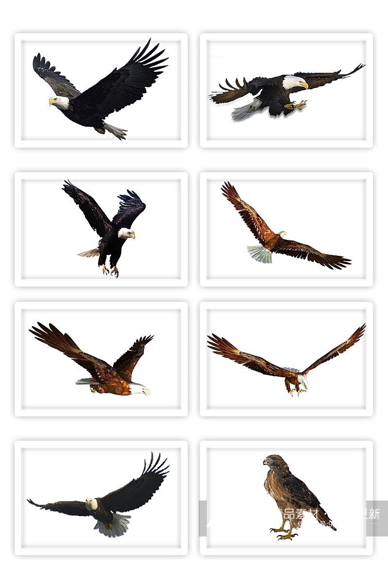 各种飞翔的老鹰凶猛的动物素材