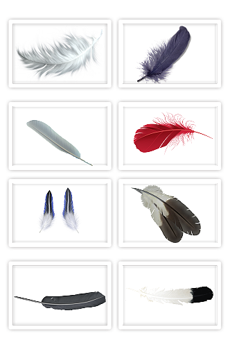 轻飘飘的羽毛无背景动物羽毛