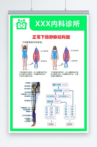 正常下肢静脉结构图