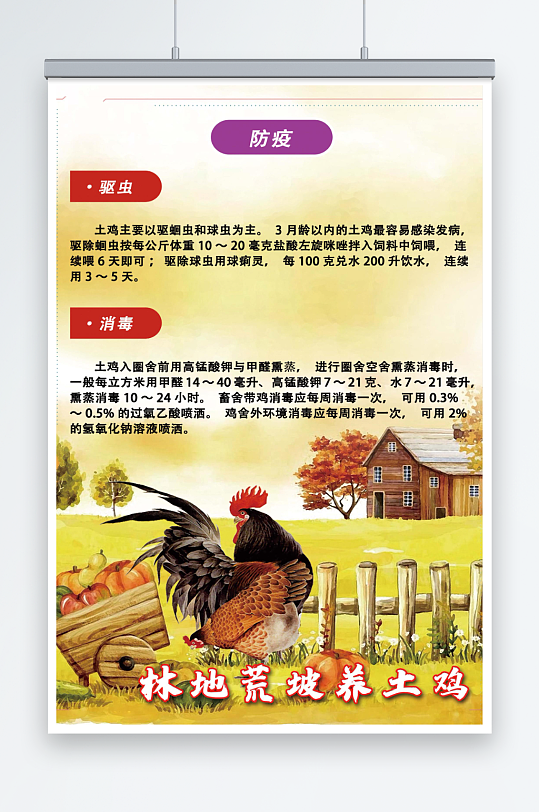 林地荒坡养土鸡管理技术海报