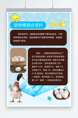 冬季蛋鸭如何提高产蛋率海报