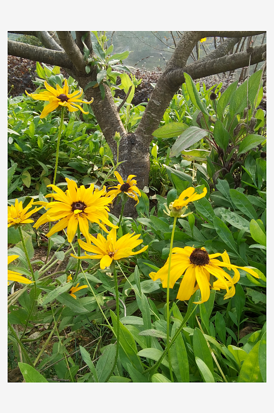 阳光下的黑心金光菊绽放-众图网