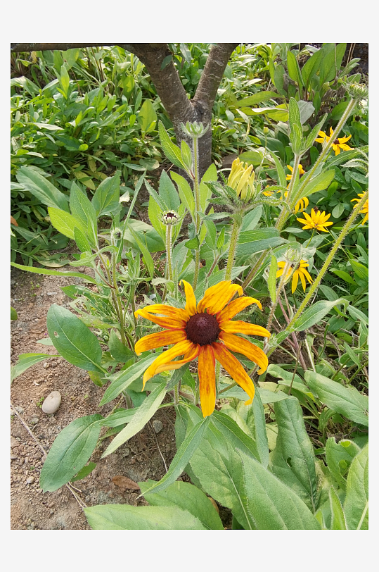 阳光下的黑心金光菊绽放-众图网