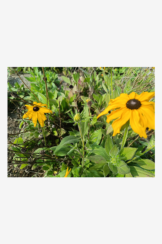 阳光下的黑心金光菊绽放-众图网