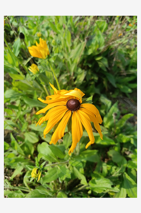 阳光下的黑心金光菊绽放-众图网