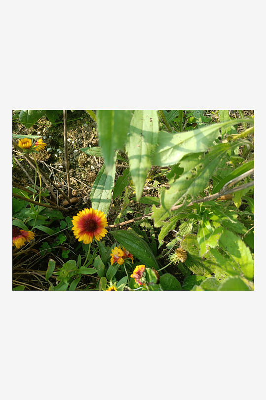 阳光下的黑心金光菊绽放-众图网