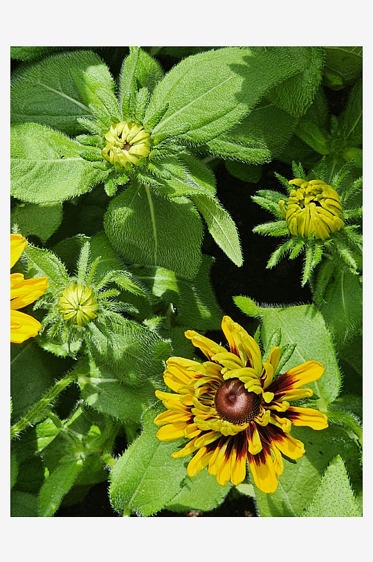 阳光下的黑心金光菊绽放-众图网