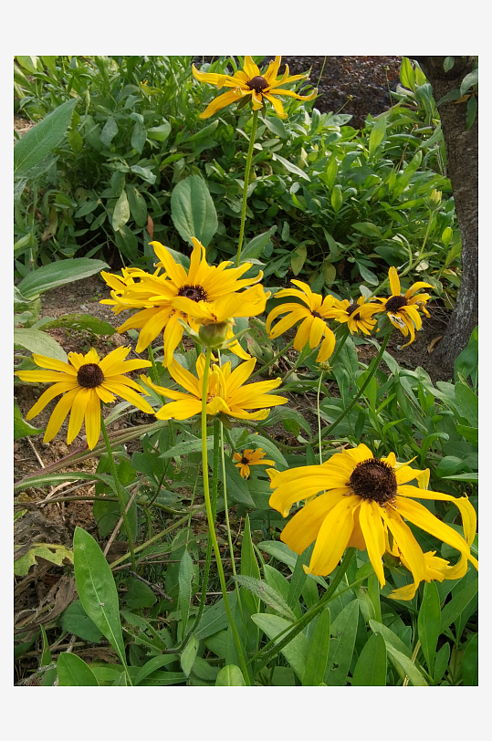 阳光下的黑心金光菊绽放-众图网