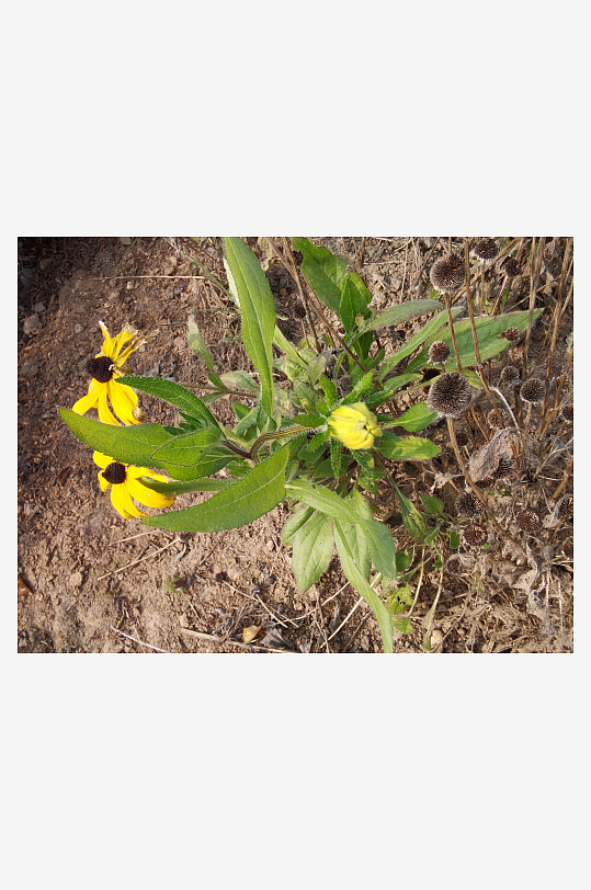 阳光下的黑心金光菊绽放-众图网