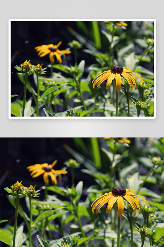 阳光下的黑心金光菊绽放-众图网