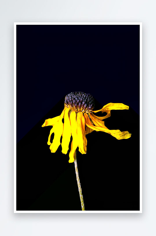 阳光下的黑心金光菊绽放-众图网