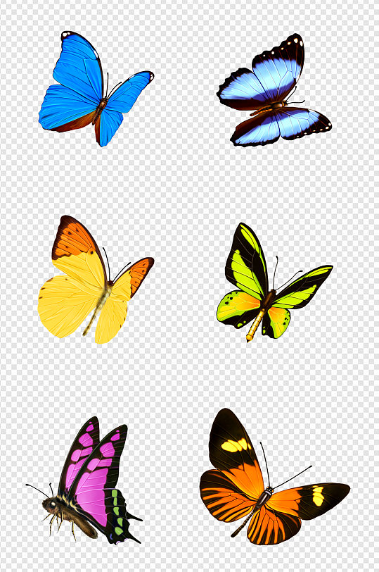 蝴蝶飞蝶飞舞素材