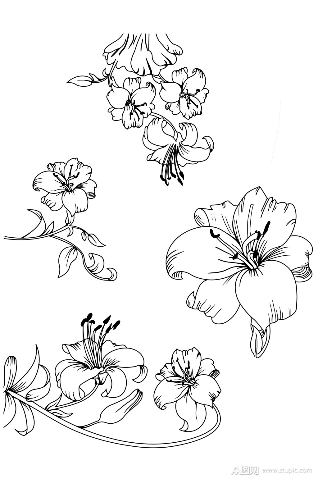 手绘花线条花手绘免扣元素素材