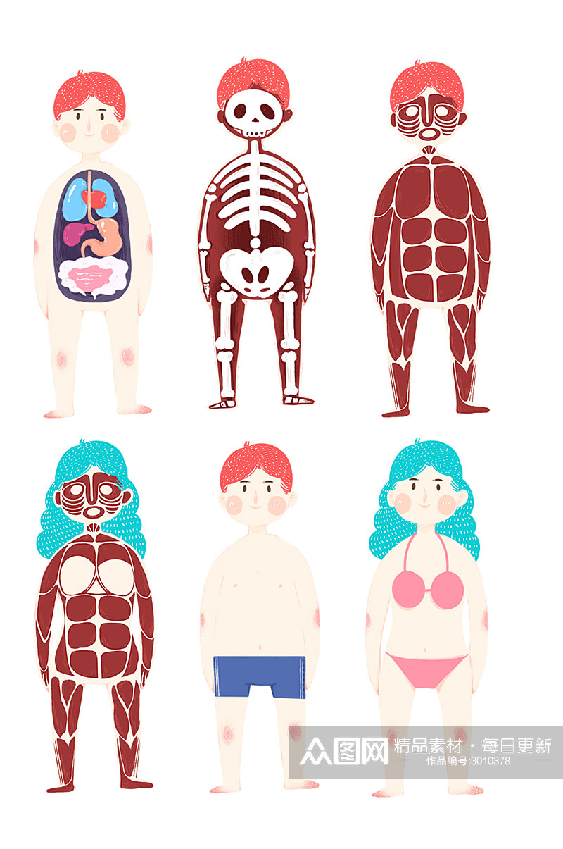 卡通人体器官与人体骨骼图免扣元素素材