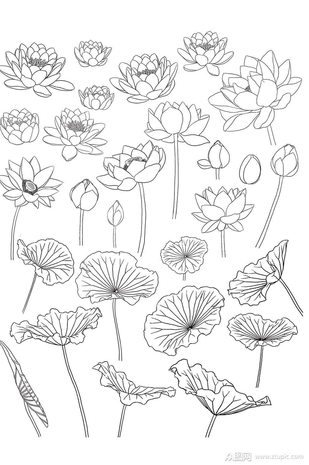 荷花黑白手绘线稿插画免扣元素素材免费下载,本作品是由人从众设计