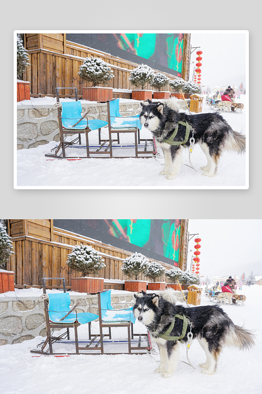 雪景原创摄影图图片-众图网