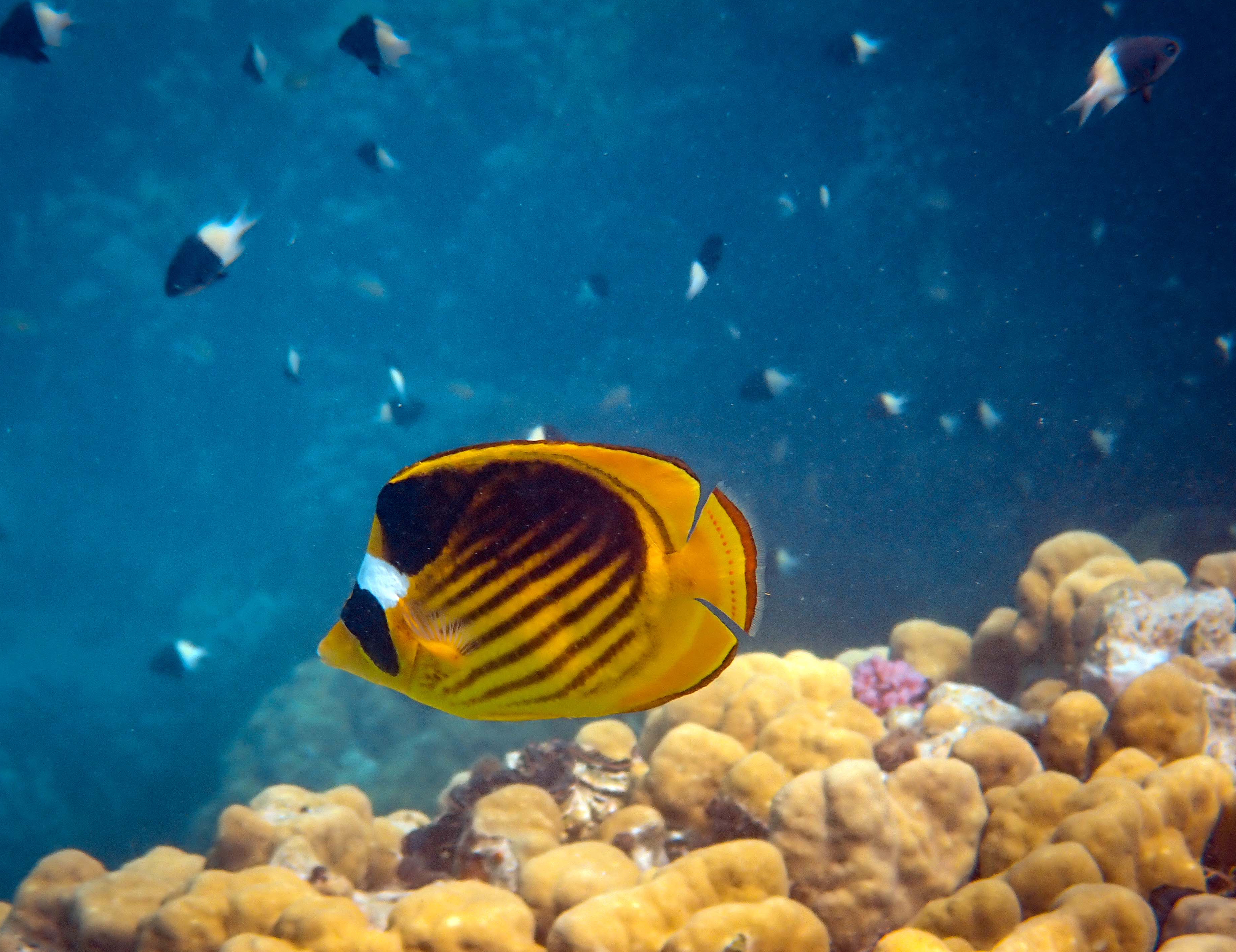 高清海底生物珊瑚图片素材素材