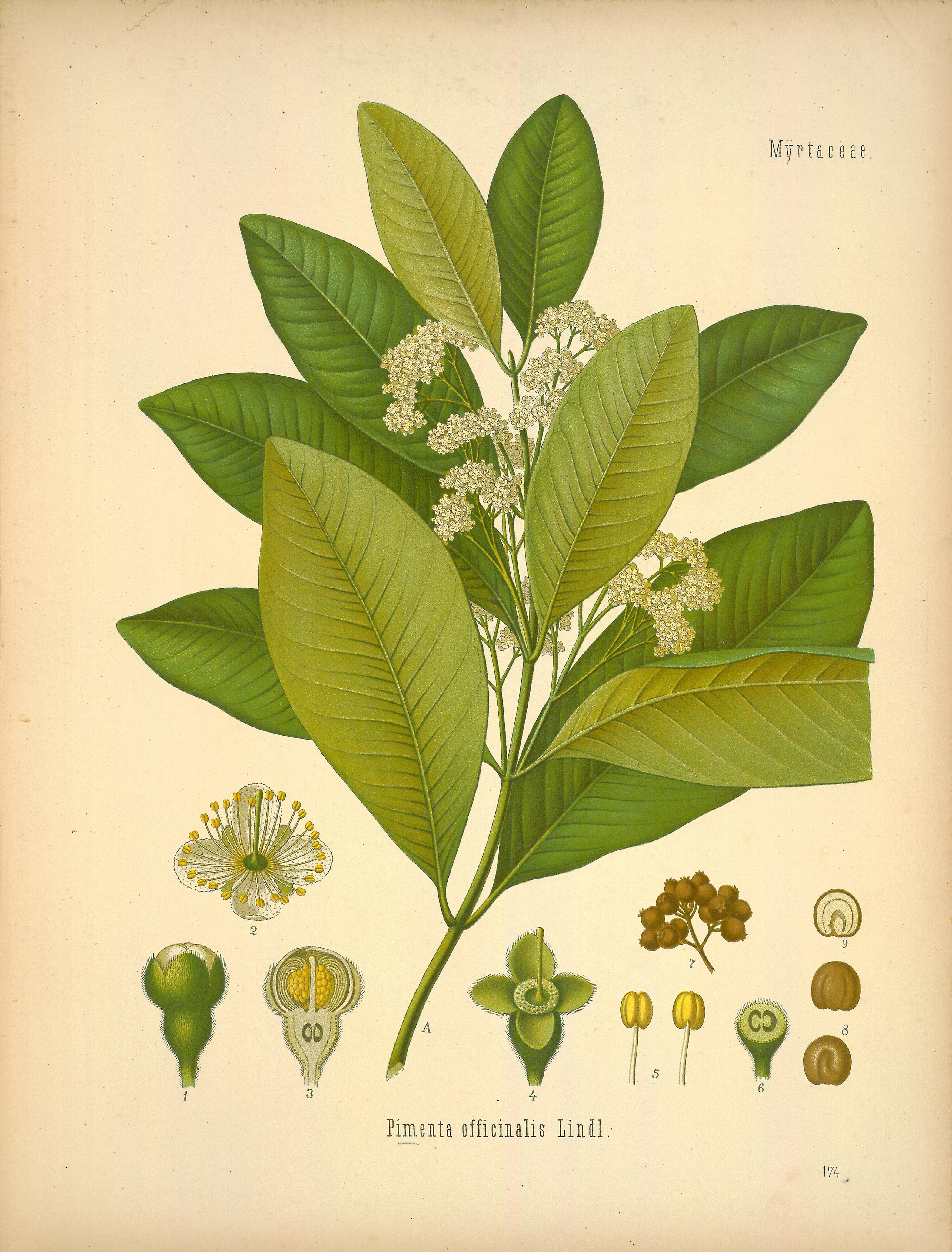 植物叶脉复古装饰画挂画素材