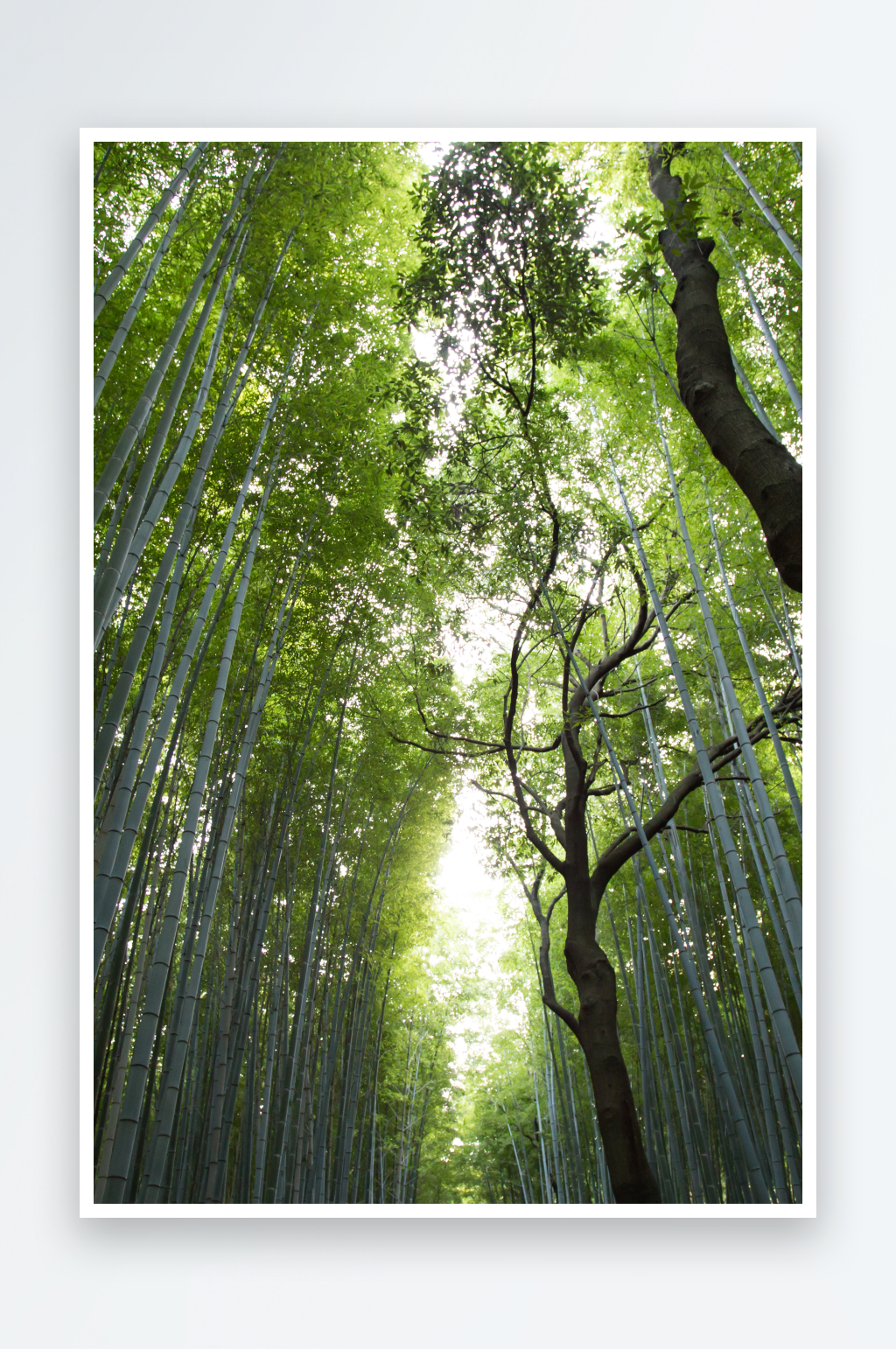 高清森林树林热带雨林风景画素材