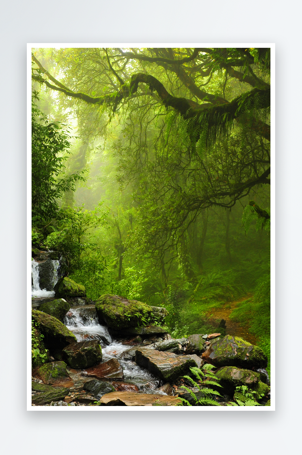 高清森林树林热带雨林风景画素材