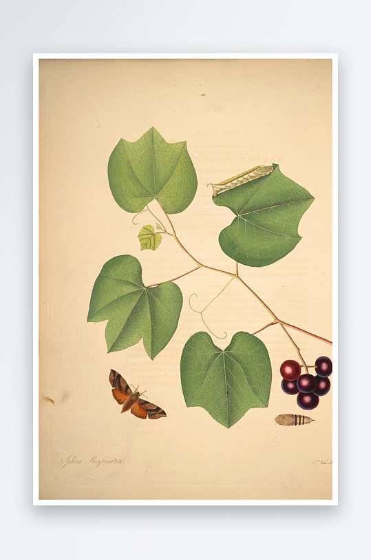 蝴蝶植物复古装饰画挂画