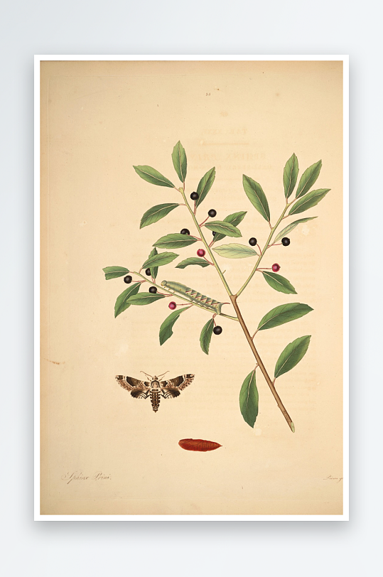 蝴蝶植物复古装饰画挂画