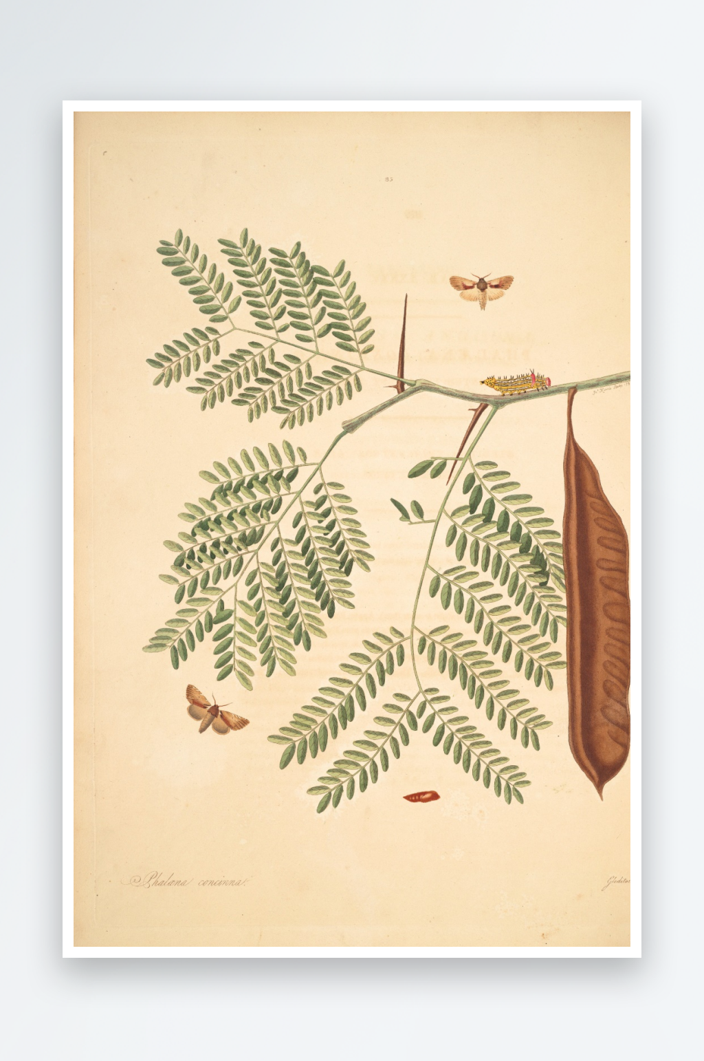 蝴蝶植物复古装饰画素材