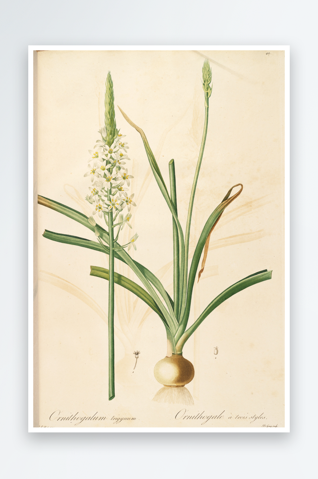 雷杜德原版花草植物复古装饰画素材