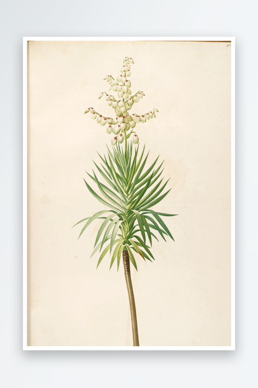 雷杜德原版花草植物复古装饰画素材