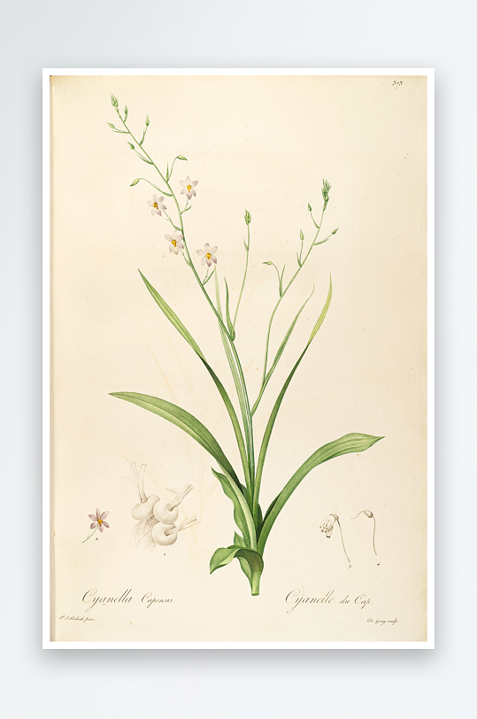 雷杜德原版花草植物装饰画