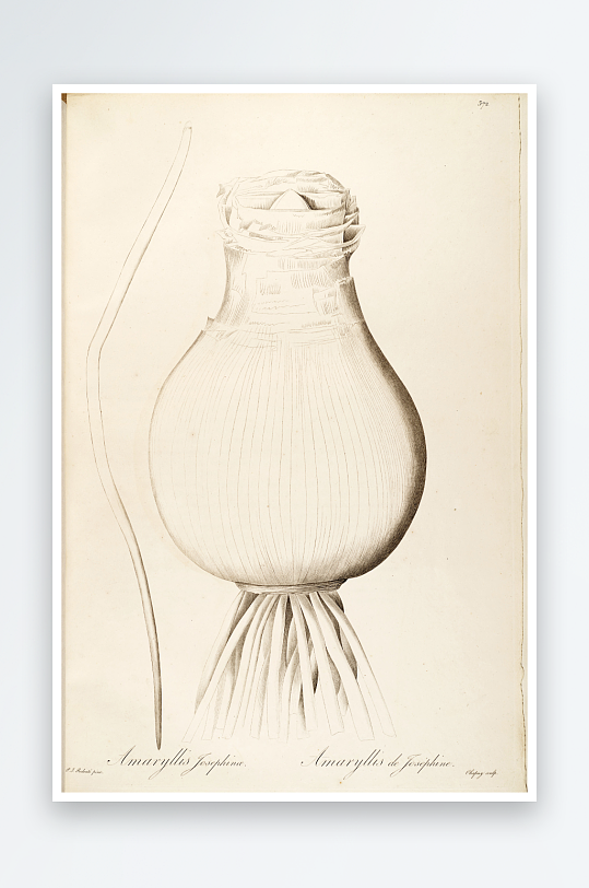 雷杜德原版花草植物装饰画