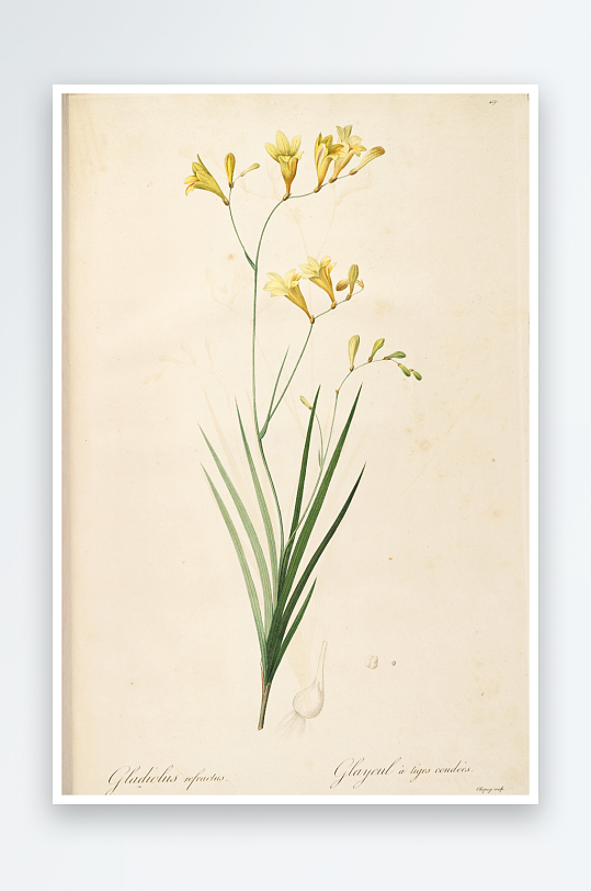 雷杜德原版花草植物装饰画