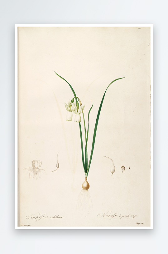 雷杜德原版花草植物装饰画