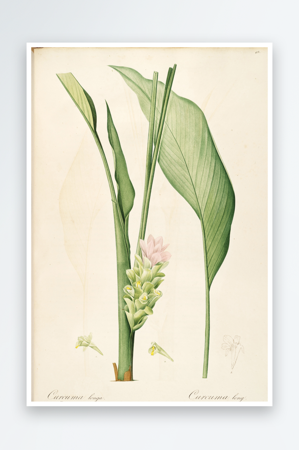 雷杜德复古花草植物装饰画素材